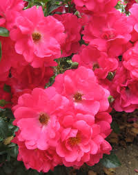 flower carpet pink supreme american