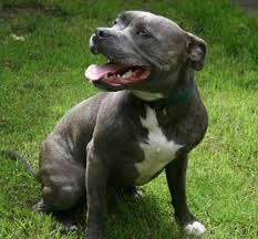 But today's responsible breeders are. The Staffie Staffordshire Bull Terrier Devil Dog Or Nanny Dog You Decide After Reading The Facts
