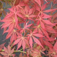 Emperor 1 is supposed to have good red leaves that stay red in the summer and have a certain translucent quality so that you can see the sun shining through the leaves. Emperor I Japanese Maple Finegardening