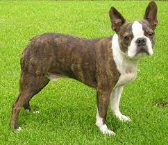 boston terrier dog breed complete guide