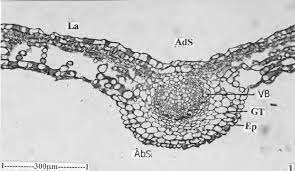 anatomy of the leaf transverse section