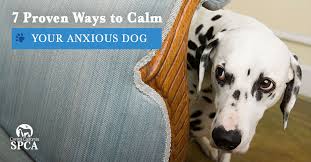 7 proven ways to calm your anxious dog