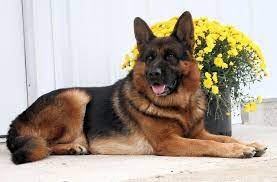 We are a small kennel located in miami florida. Ipo3 German Shepherd From Germany In Iowa German Shepherd Dogs Hugging German Shepherd Breeders
