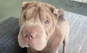 All about the sharpull terrier, shar pei pit bull mixed dog breed. Shar Pei Dog Breed Information Guide Quirks Pictures Personality Facts Barkpost