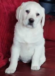 10,000 rs to 28,000 rs free adoption: Labrador Retriever Puppies For Adoption Home Facebook