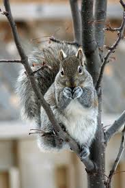 Tree Squirrels Training Information