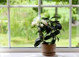 grow and care for indoor jasmine plants