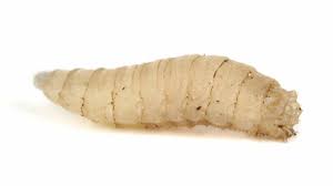 what are maggots and how to get rid of