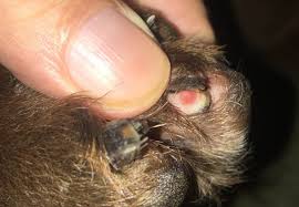 how to treat a dog nail separated from
