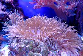 sea anemones and cs is there a
