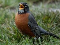 can-you-eat-robins