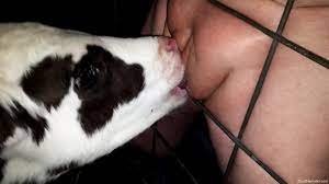 Dude with a tasty-looking cock fucks a cow's face