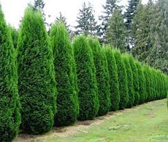 Leyland cypress, a hybrid will grow the fastest, but be the weakest and can reach 100 feet tall in some cases and are prone to storm damage. Leyland Cypress Vs Emerald Environment Friendly Arborvitae Trees Posts By Joseph Begay Bloglovin