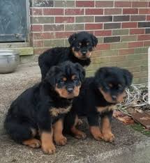 Rottweiler puppy, 3 months old, standing in front of white background. Rottweiler Puppies For Sale In Fort Wayne Indiana Ready For New Home Vip Puppies