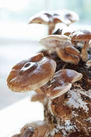 how to grow mushrooms at home in an