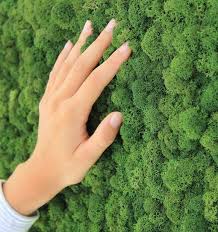 Moss Walls A New Trend In Interior