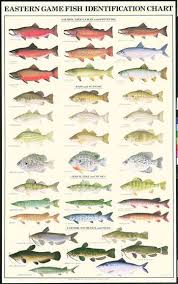 Freshwater Fish Identification Freshwater Fish Fishing