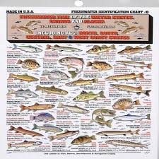 Freshwater Fish Identification Id Chart Tightline