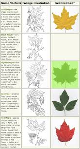 Maple Trees Identification Life And Wildlife Along The