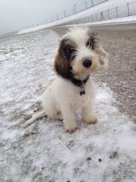 My petit basset griffon vendeen. Winter. | Dogs, Cute dogs, Griffon dog