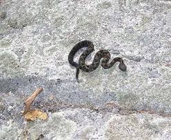 A timber rattlesnake can grow up to 6.25 feet long, with average lengths between 3 and 5 feet. Timber Rattlesnake Newborn Baby Rattlesnake Newborn Baby