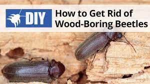 how to get rid of wood boring beetles