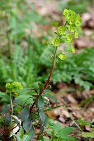 Euphorbia amygdaloides - Wikipedia
