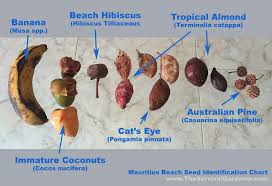 Mauritius Beach Seed Identification The Survival Gardener