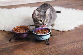 6 best hypoallergenic cat food 2020