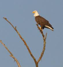 the bald eagle in georgia department