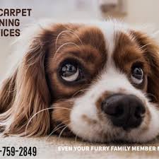 b l carpet cleaners carpet cleaning