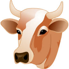 Image result for cow