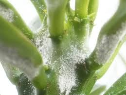 white mold in succulents world of