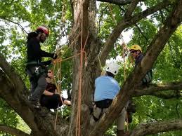 Check out our premium certified arborist study guide to take your studying to the next level. Labor Of Love How To Become A Tree Climber And Why Few Want To The Morning Call
