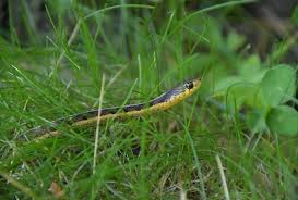 The #1 free pet classifieds site to buy, sell and rehome garter snakes and other reptiles near me. How To Care For Your Garter Snake Allan S Pet Center