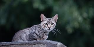 Collective nouns are words used to define a group of two or more objects. Feline Infectious Peritonitis Fip International Cat Care