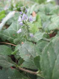 For instance, many of these colors bear huge symbolism and meanings. Help Id Creeping Weed With Tiny Stalk Of Purple Flowers 248581 Ask Extension