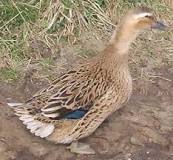 how-can-you-tell-the-difference-between-a-mallard-and-a-rouen-duck