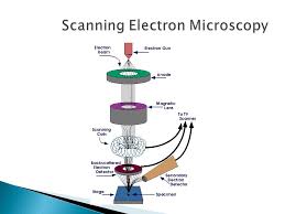 Sem Tem In Polymer Characterization Ppt Video Online Download