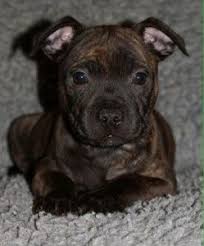 The above puppy listing has been produced with information supplied in good faith by members of this site. Free Puppy Training Tips Staffordshire Bull Terrier Puppies Bull Terrier Puppy Staffordshire Bull Terrier