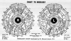 Internal Awareness Branches Of Iridology