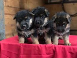 Lancaster puppies advertises puppies for sale in pa, as well as ohio, indiana, new york and other states. View Ad German Shepherd Dog Puppy For Sale Near Indiana Topeka Usa Adn 36596