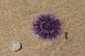 Wales Beaches Jellyfish Guide