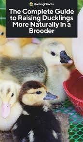 raise ducklings more naturally in a brooder