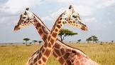 How the Giraffe Got His Long Neck  Movie