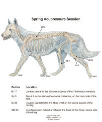 Canine Acupressure For Spring Conditioning Animal Wellness