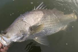 Ikan ini bisa tumbuh besar sampai 170 cm atau lebih, dengan berat smapai 50kg. Cara Memancing Kakap Putih Yang Bikin Ketagihan 7 Cara Memancing Kakap Putih Di Tambak