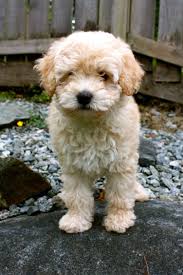 Find whoodle puppies for sale and dogs for adoption. Pin By Dubbauu On For The Love Of Dogs Pitbull Terrier Whoodle Puppy Poodle Dog