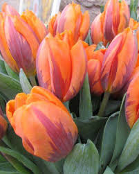 You may be feeling a bit uneasy with its features, but the bright orange flower does make us think about an alien whose green ears at the side parts of. Tulip Princess Irene