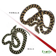jungle carpet python exotic reptiles